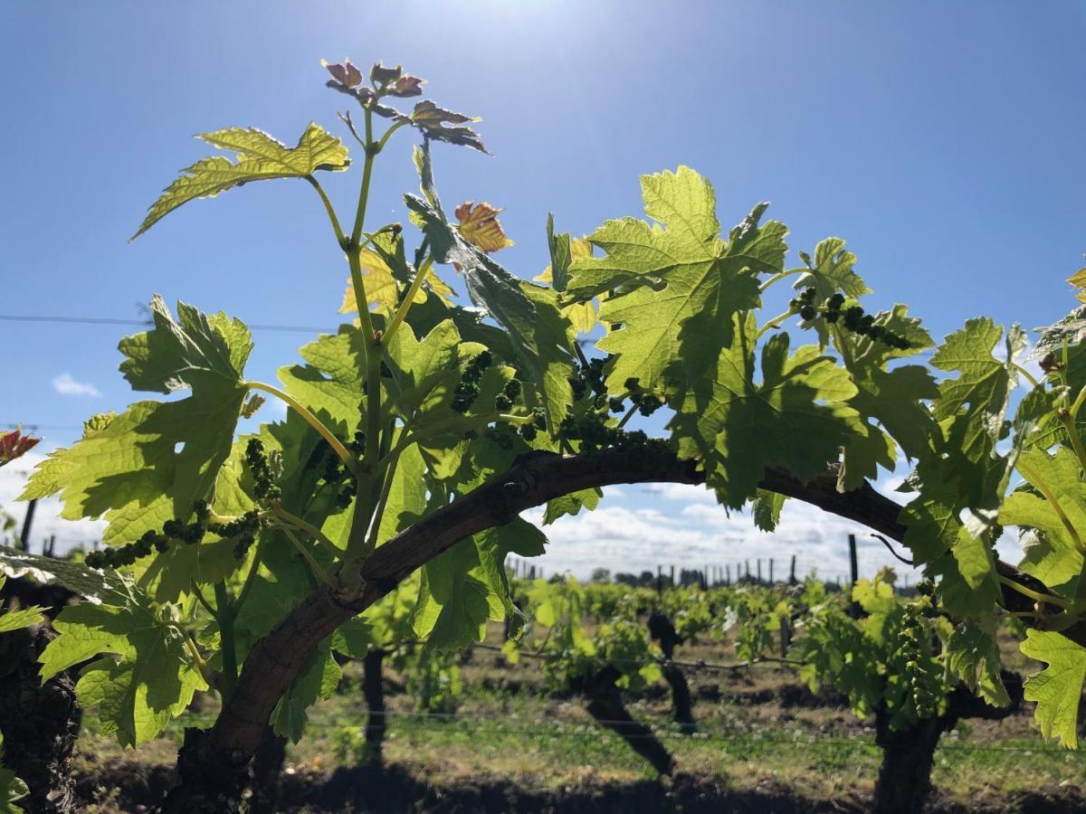 Clos De Bertinat Saint-Sulpice-de-Faleyrens 外观 照片