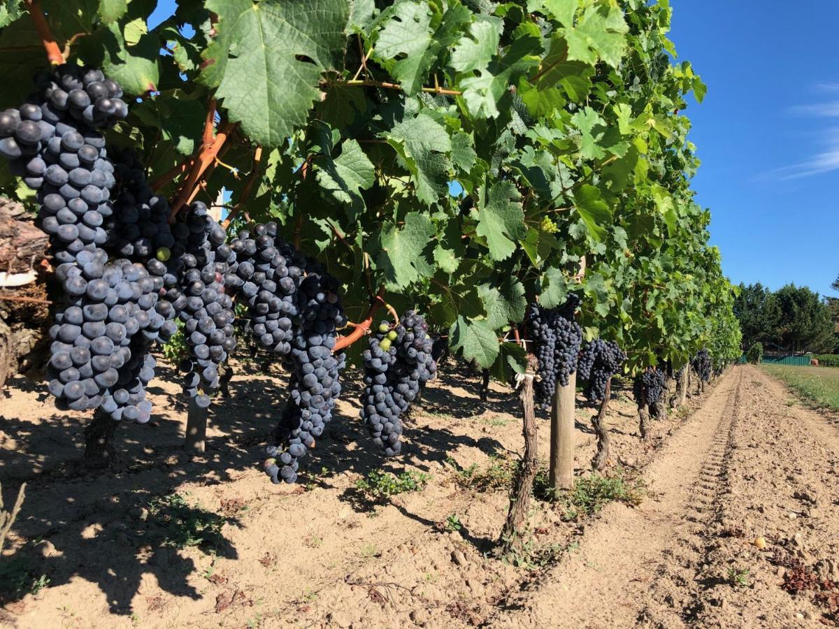 Clos De Bertinat Saint-Sulpice-de-Faleyrens 外观 照片