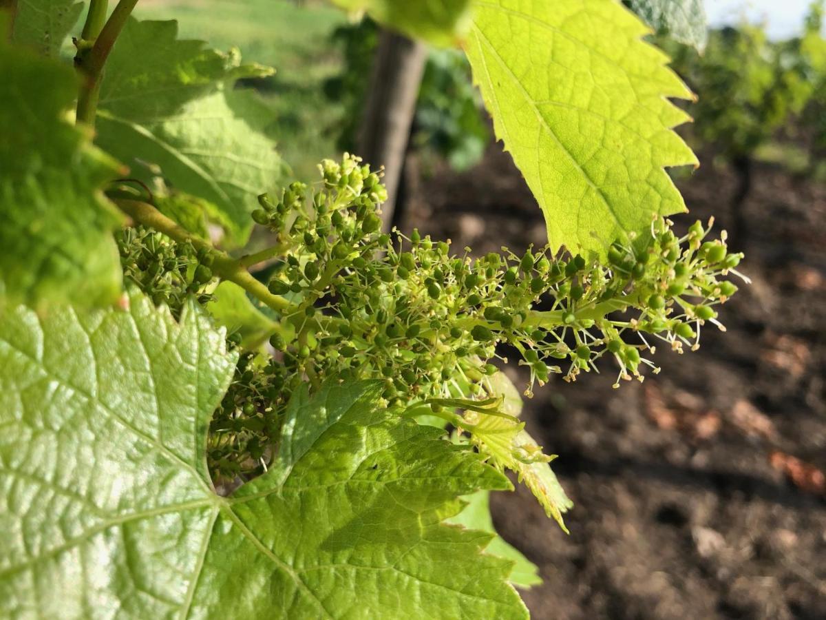 Clos De Bertinat Saint-Sulpice-de-Faleyrens 外观 照片